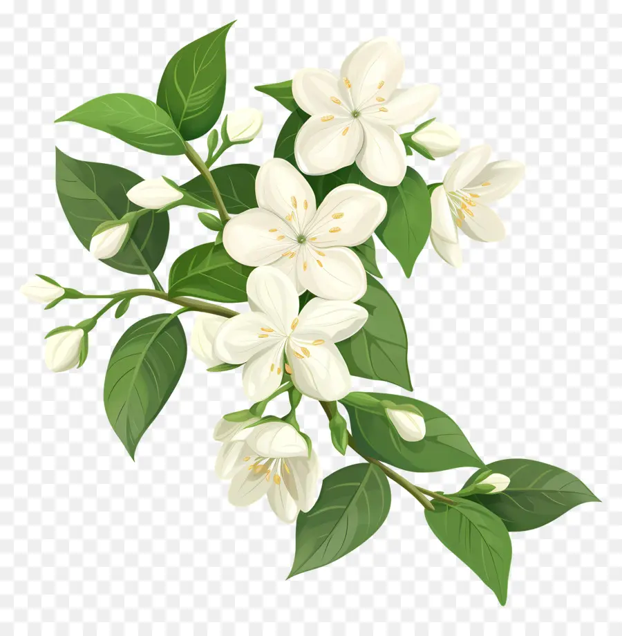 Flor De Jazmín，Jazmín Blanco PNG