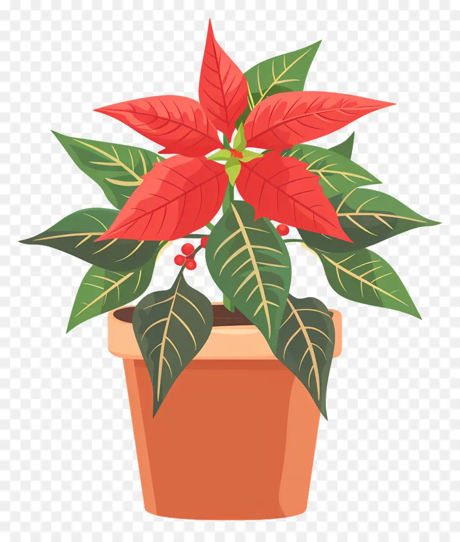 Poinsettia En Bote，Planta De Poinsettia PNG