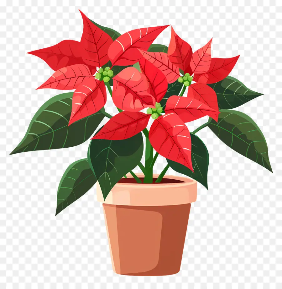 Poinsettia En Bote，Planta De Poinsettia PNG