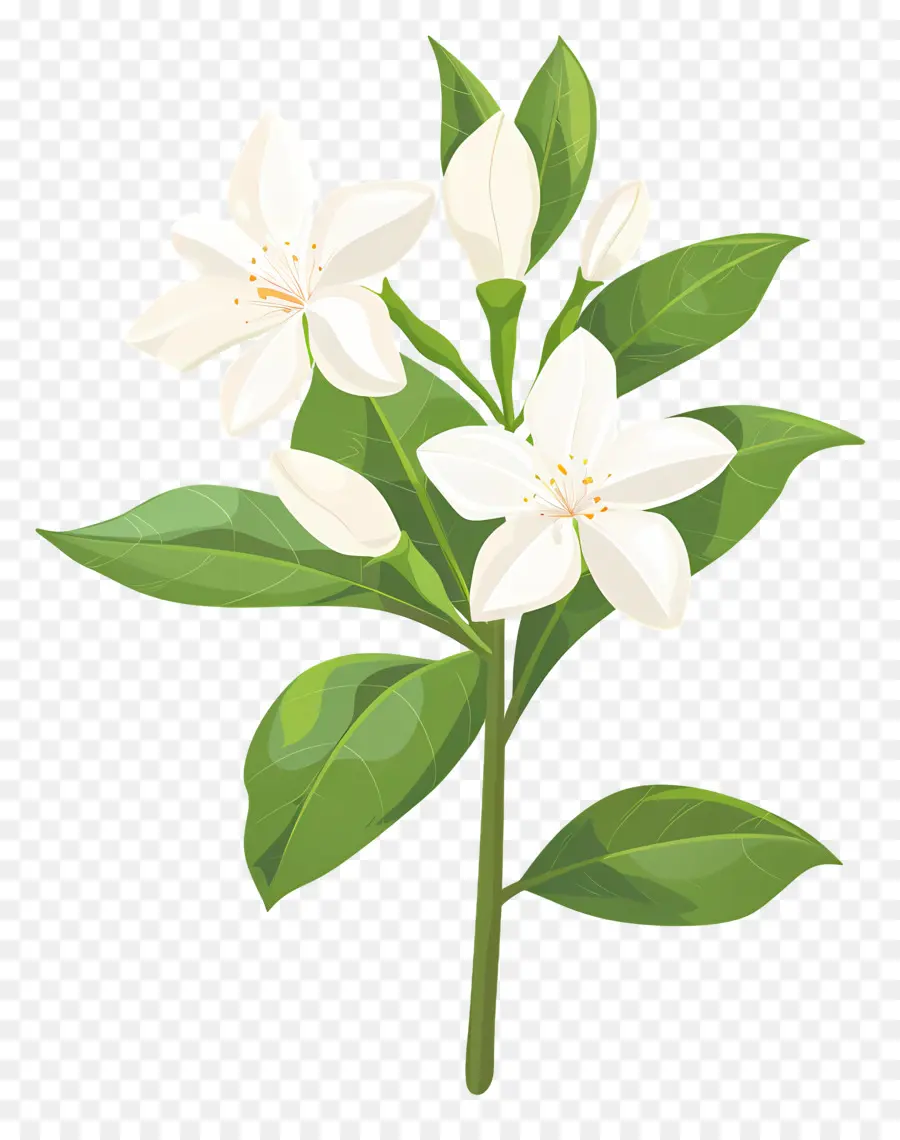 Flor De Jazmín，Jazmín Blanco PNG