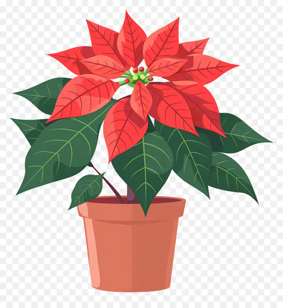 Poinsettia En Bote，Planta De Poinsettia PNG