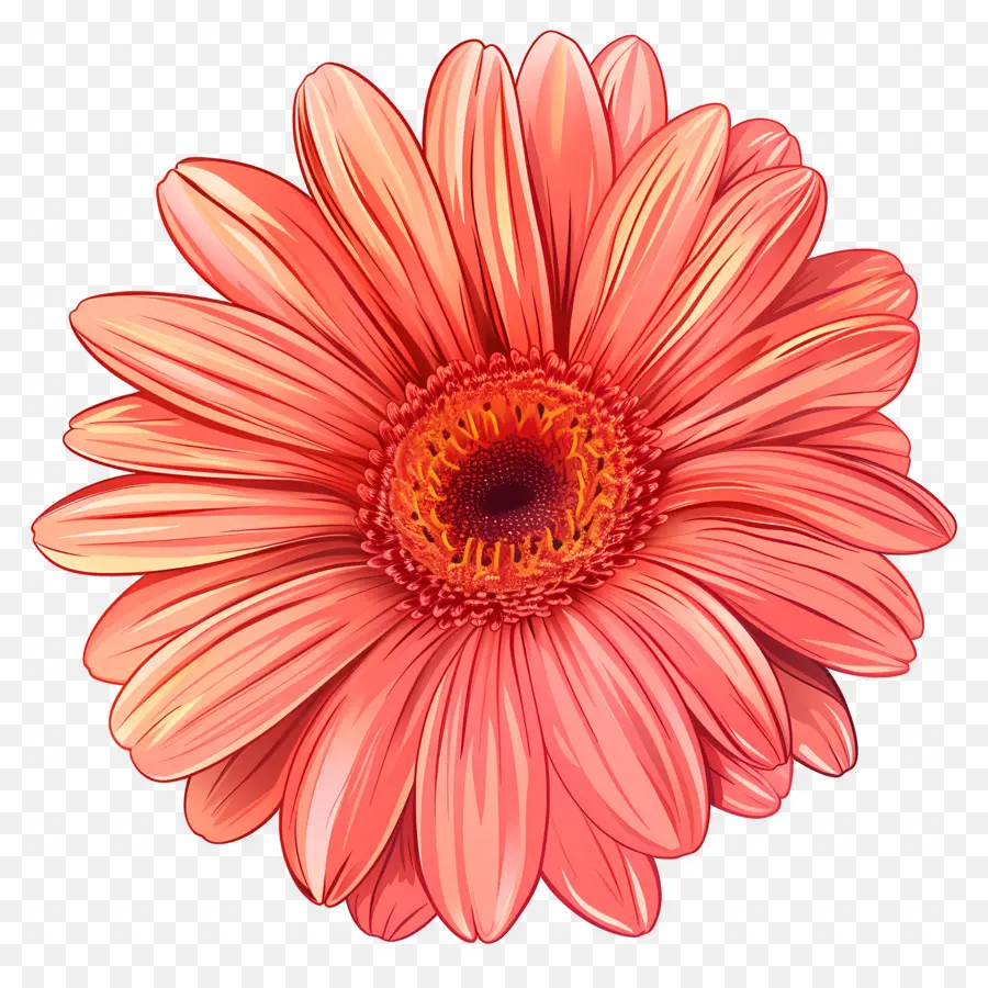 Flor De Margarita Gerbera，Flor Rosa PNG