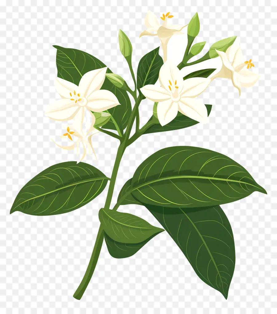 Flor De Jazmín，Pequeña Flor Blanca PNG