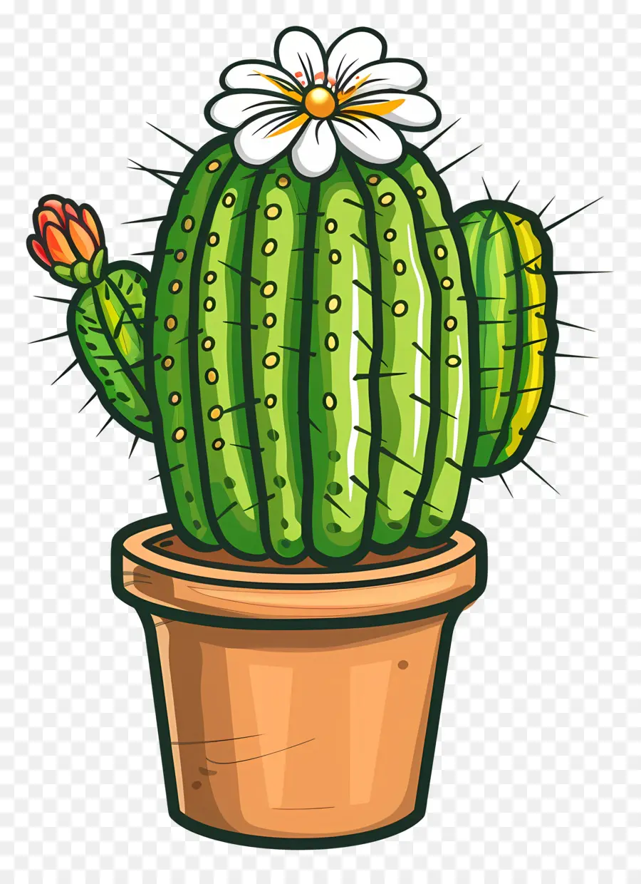 Cactus，Planta De Cactus PNG