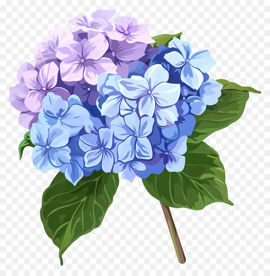 Hortensia De La Flor，Flores De Color Azul PNG