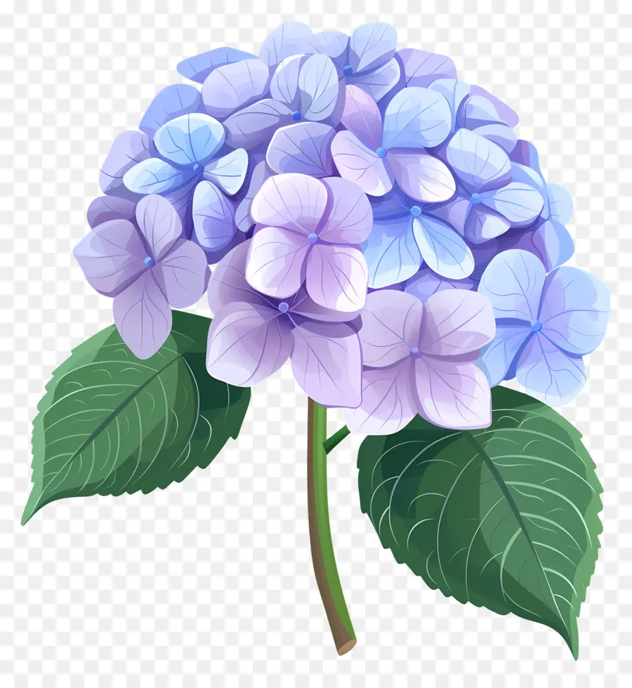 Hortensia De La Flor，Rosada Del Hibisco PNG