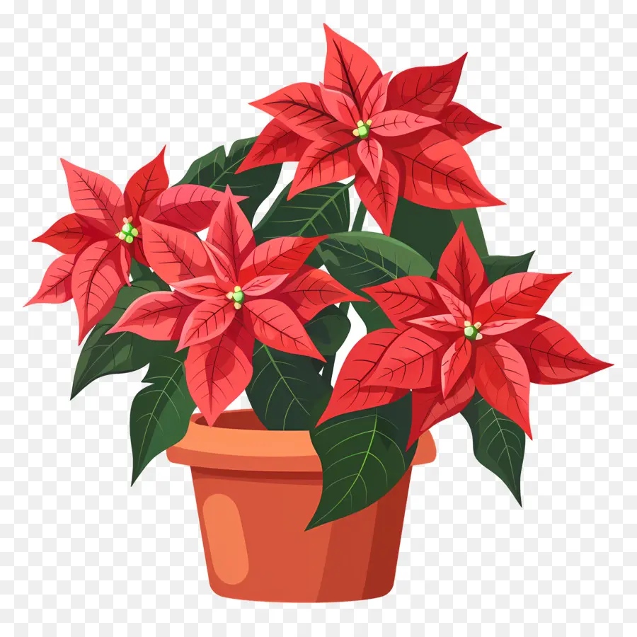 Poinsettia En Bote，Planta De Poinsettia Roja PNG