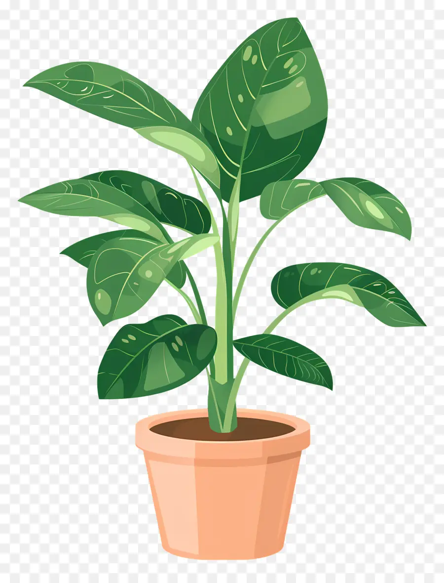 Planta En Maceta，Planta De Interior PNG