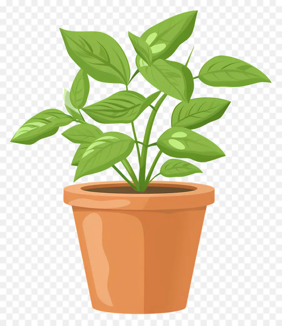 Planta En Maceta，Planta De Interior PNG