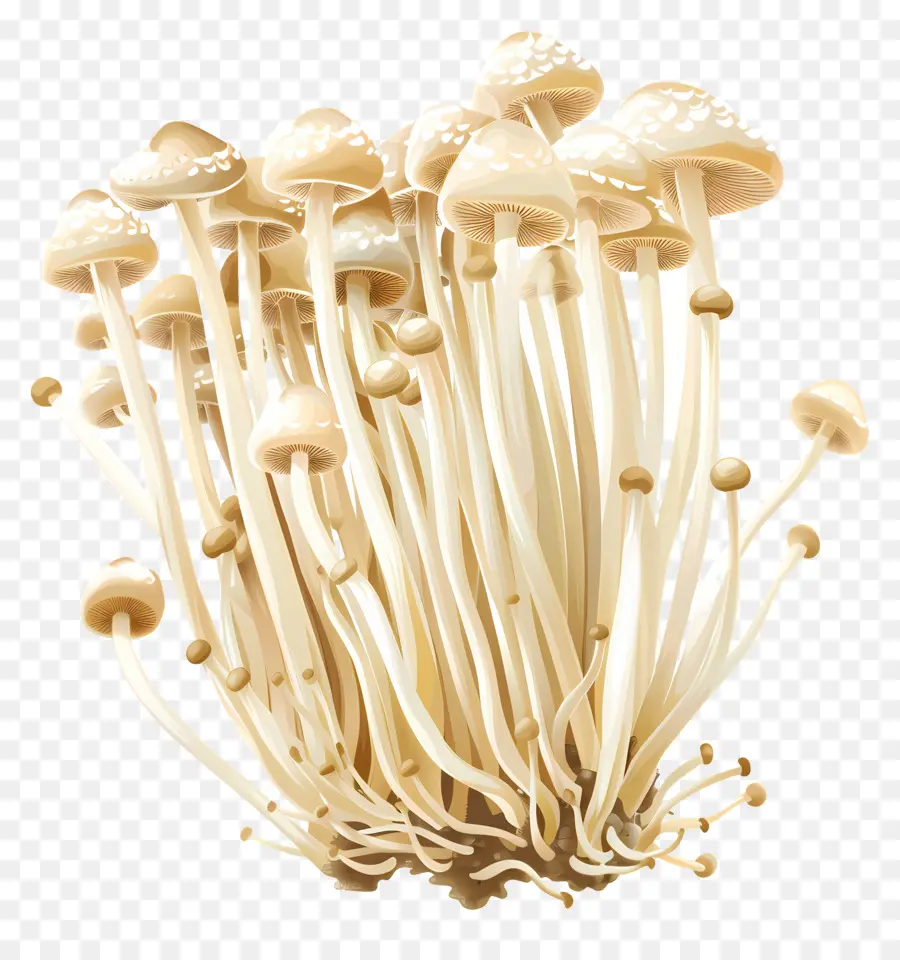 Setas Enoki，Seta PNG