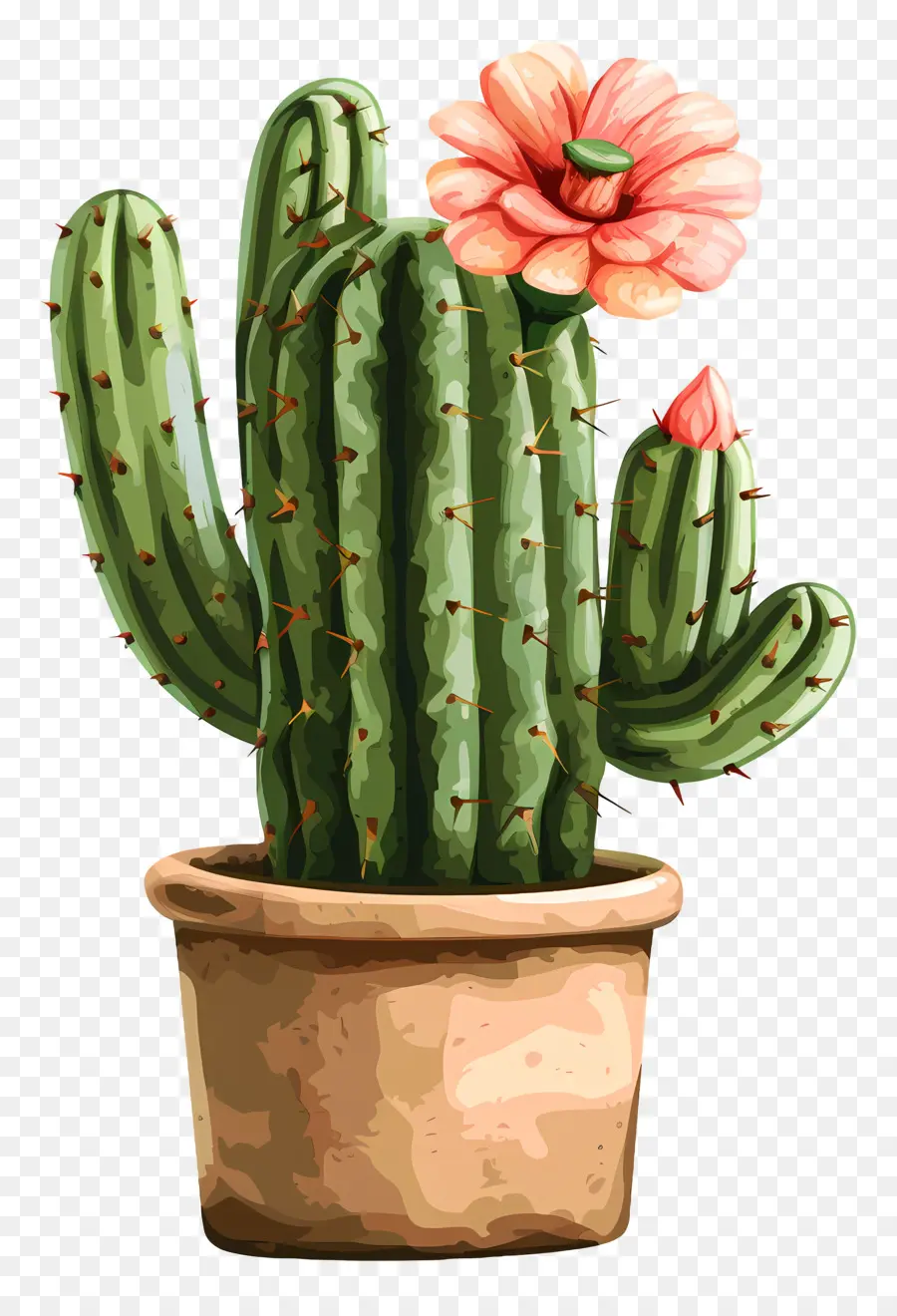 Cactus，Planta De Cactus PNG