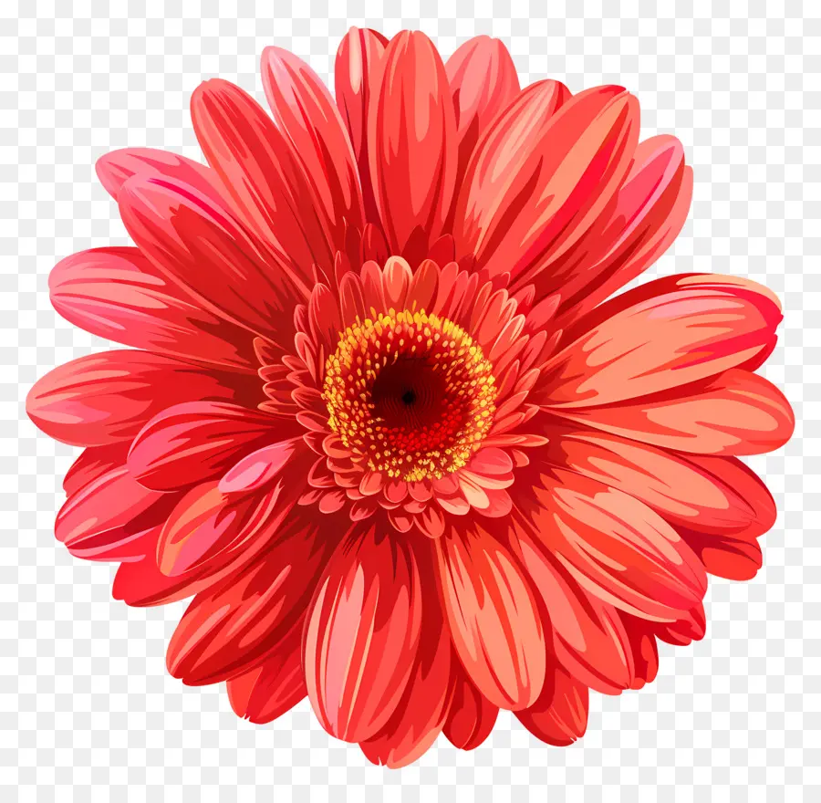 Flor De Margarita Gerbera，Flor Rosa PNG