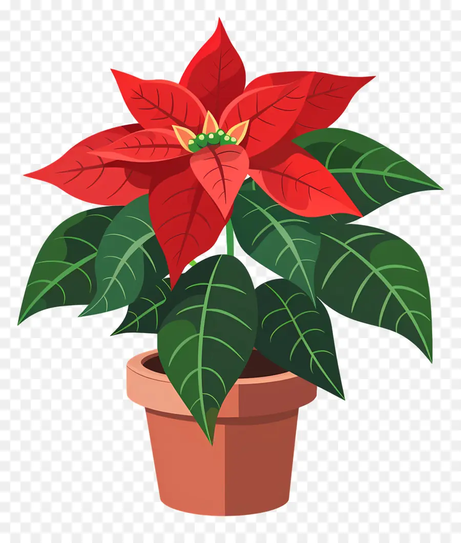 Poinsettia En Bote，La Flor De Pascua PNG