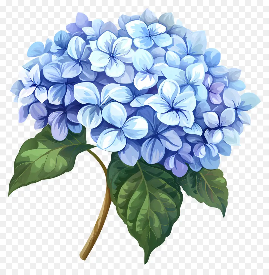 Hortensia De La Flor，Flores Colgantes PNG