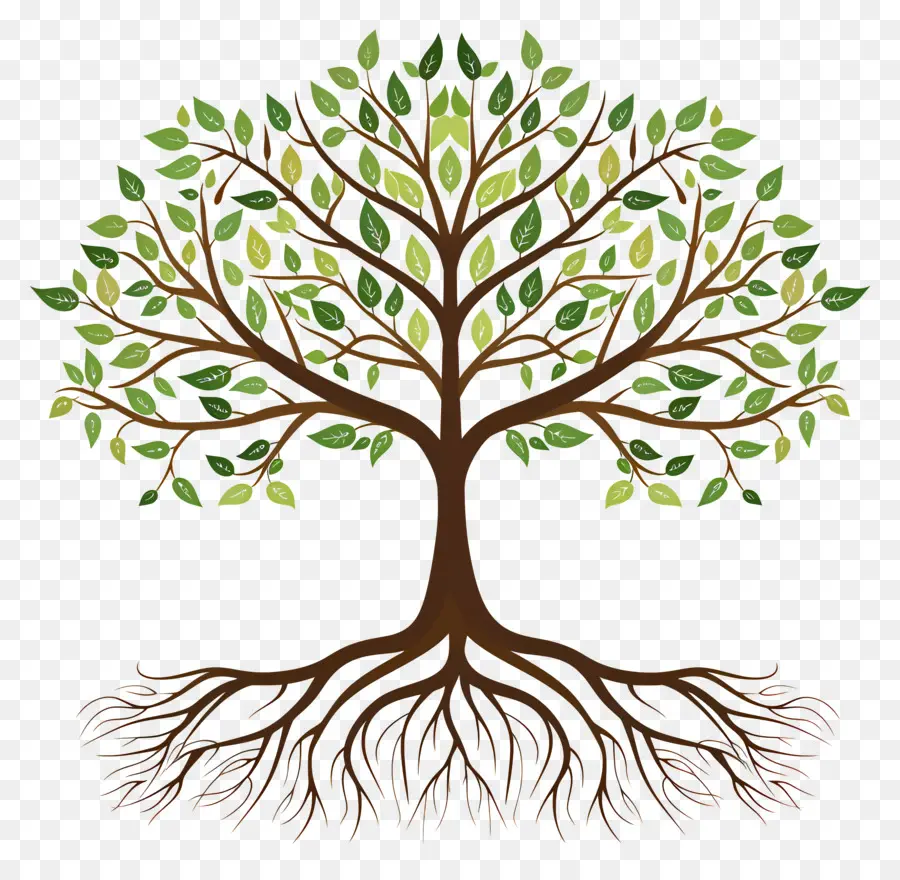 árbol Con Raíces，Árbol PNG