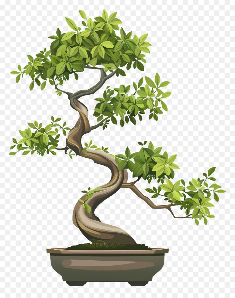 árbol De Los Bonsais，Hojas Verdes PNG