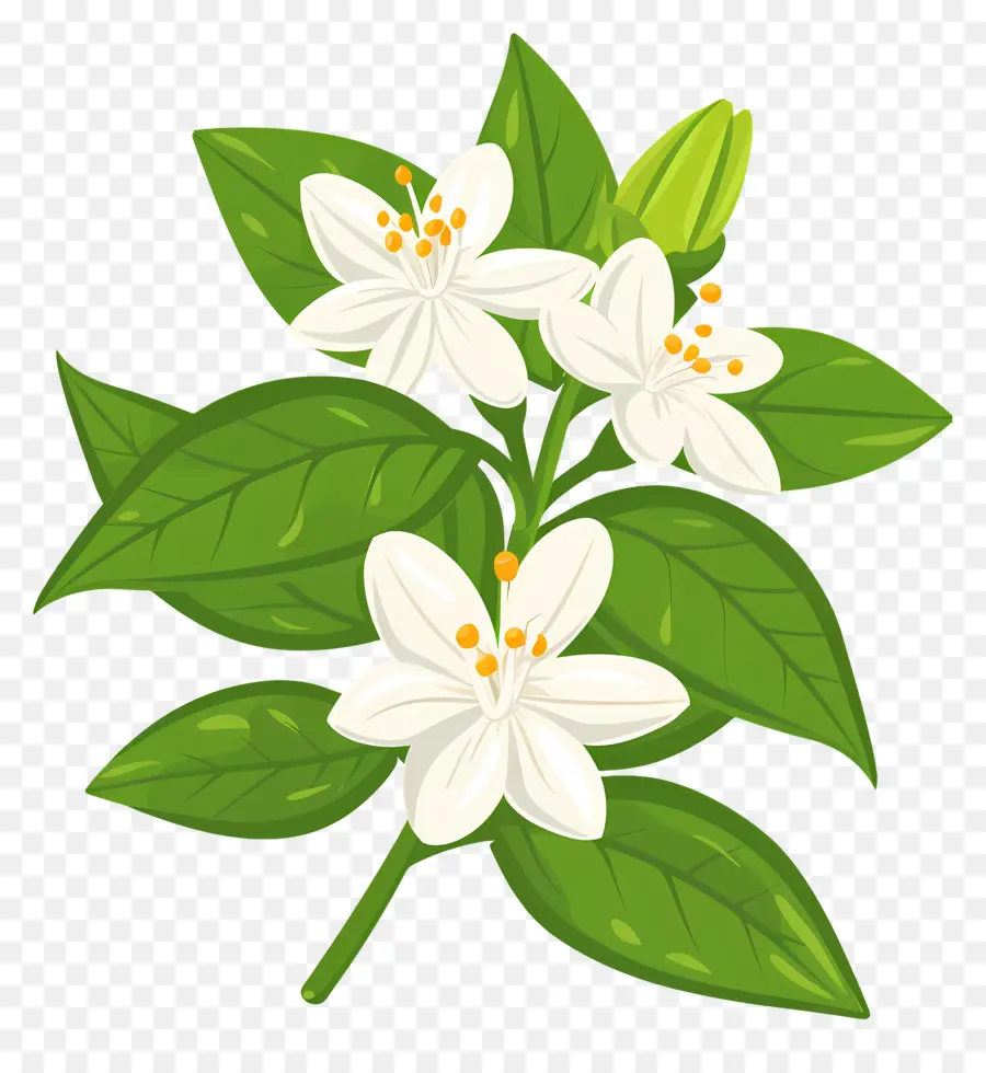 Flor De Jazmín，Planta De Hoja Verde PNG