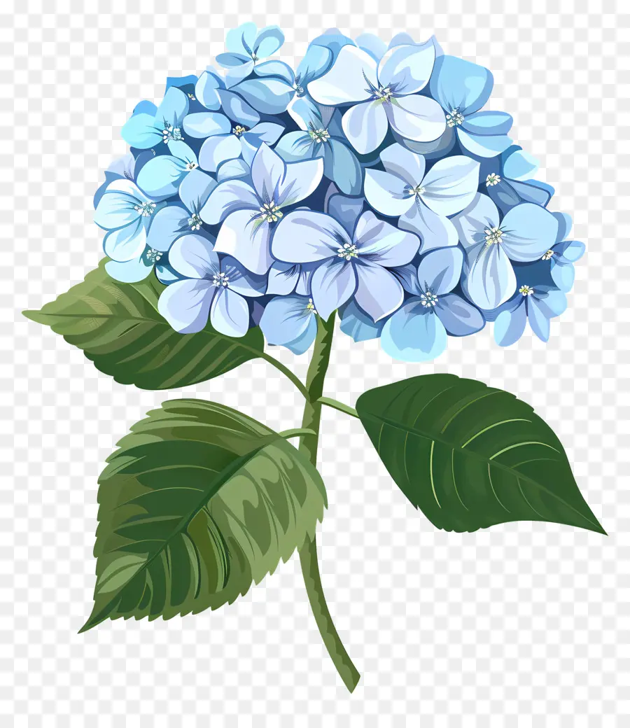 Flor De Hortensia，Hortensia PNG