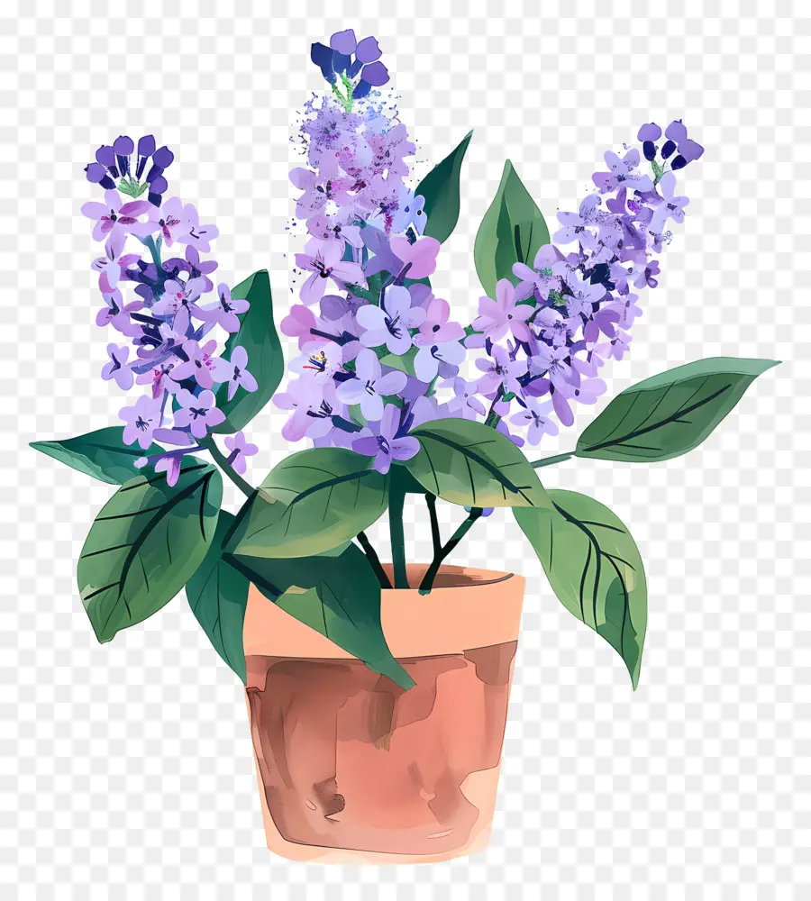 Lila Estética，Flores Lilas De Lavanda PNG