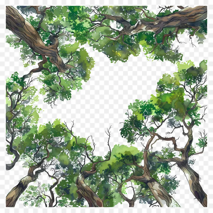 Copa De Bosque，árbol Verde PNG