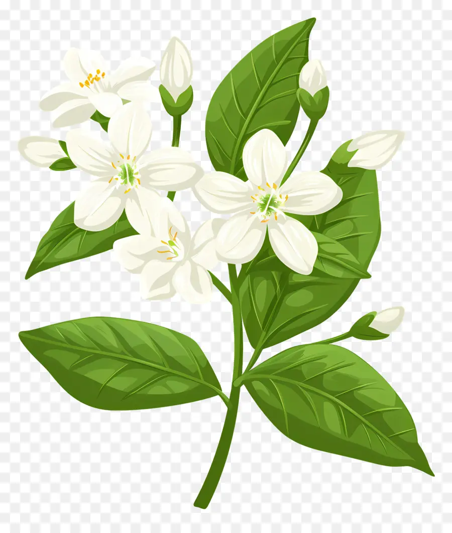 Flor De Jazmín，Flor Blanca PNG