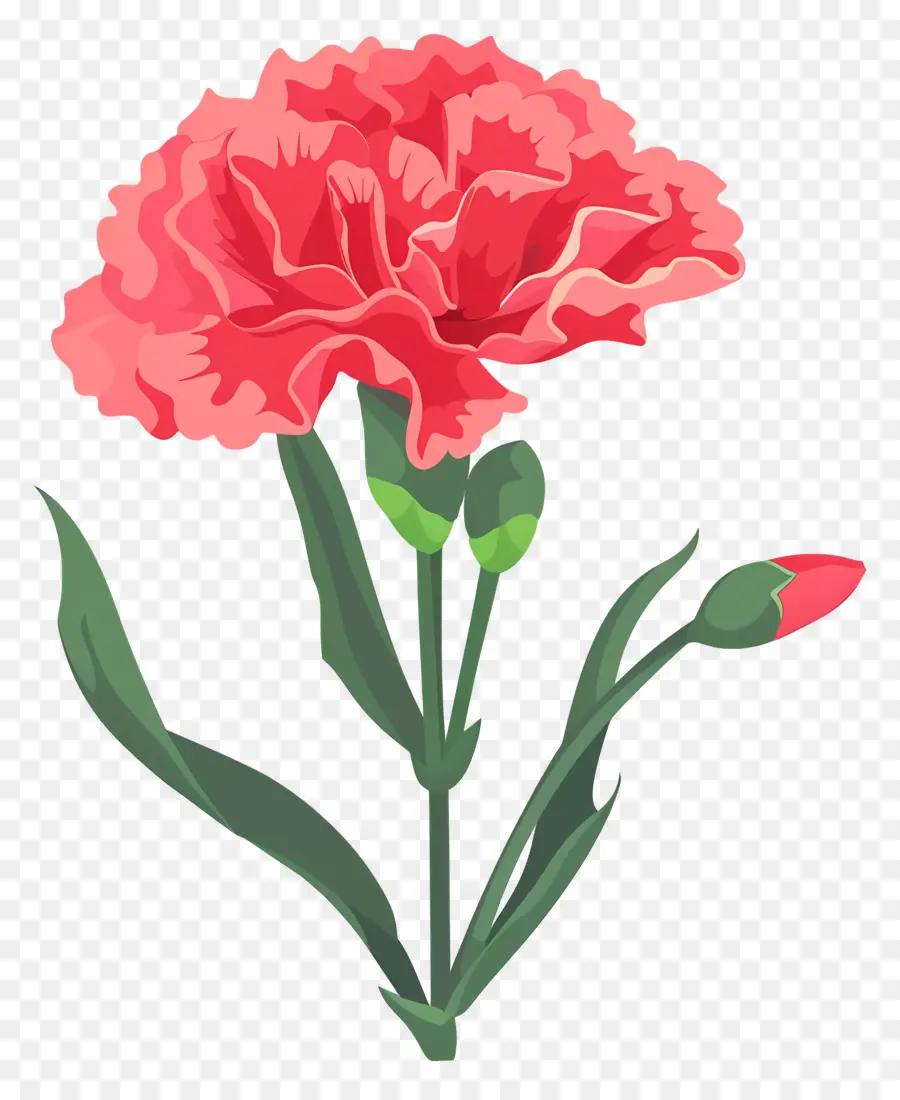 Flor De Clavel，Clavel Rojo PNG