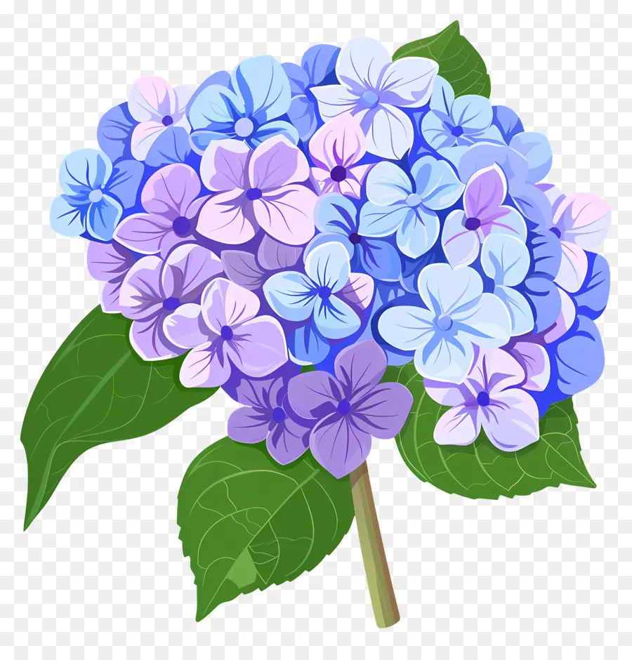 Hortensia De La Flor，Flores Azules Y Moradas PNG