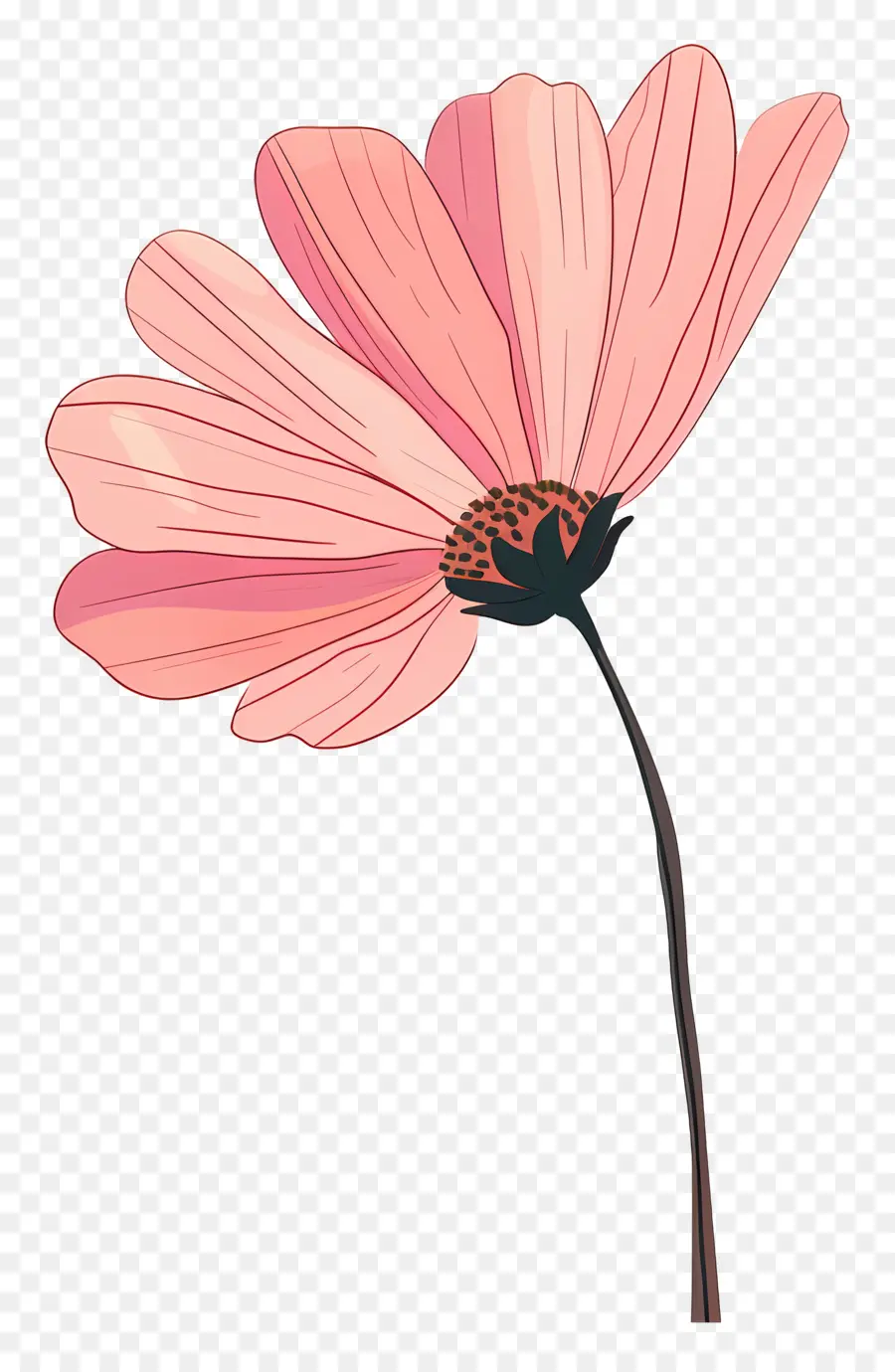 Pink Daisy，Flor Rosa PNG