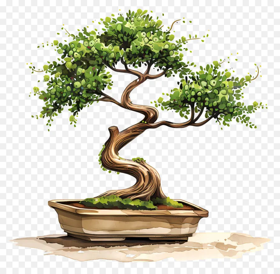 árbol De Los Bonsais，Ilustración Acuarela PNG