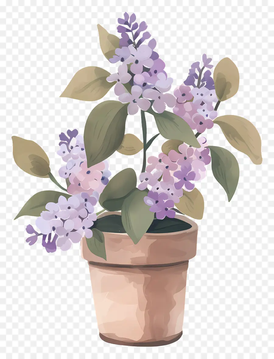 Lila Estética，Planta Lila PNG