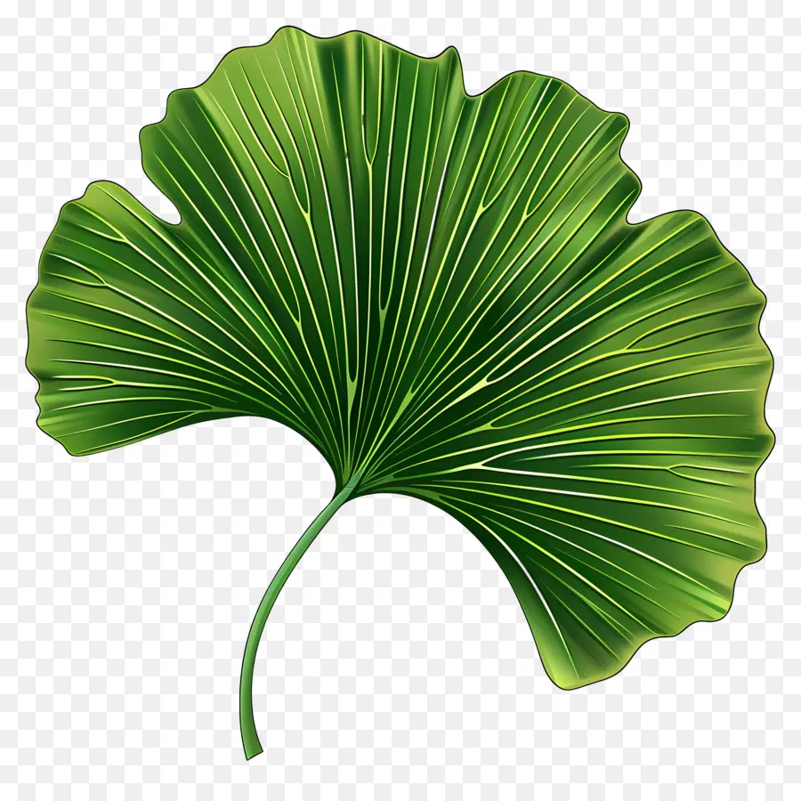 Hoja De Gingko，Hoja PNG