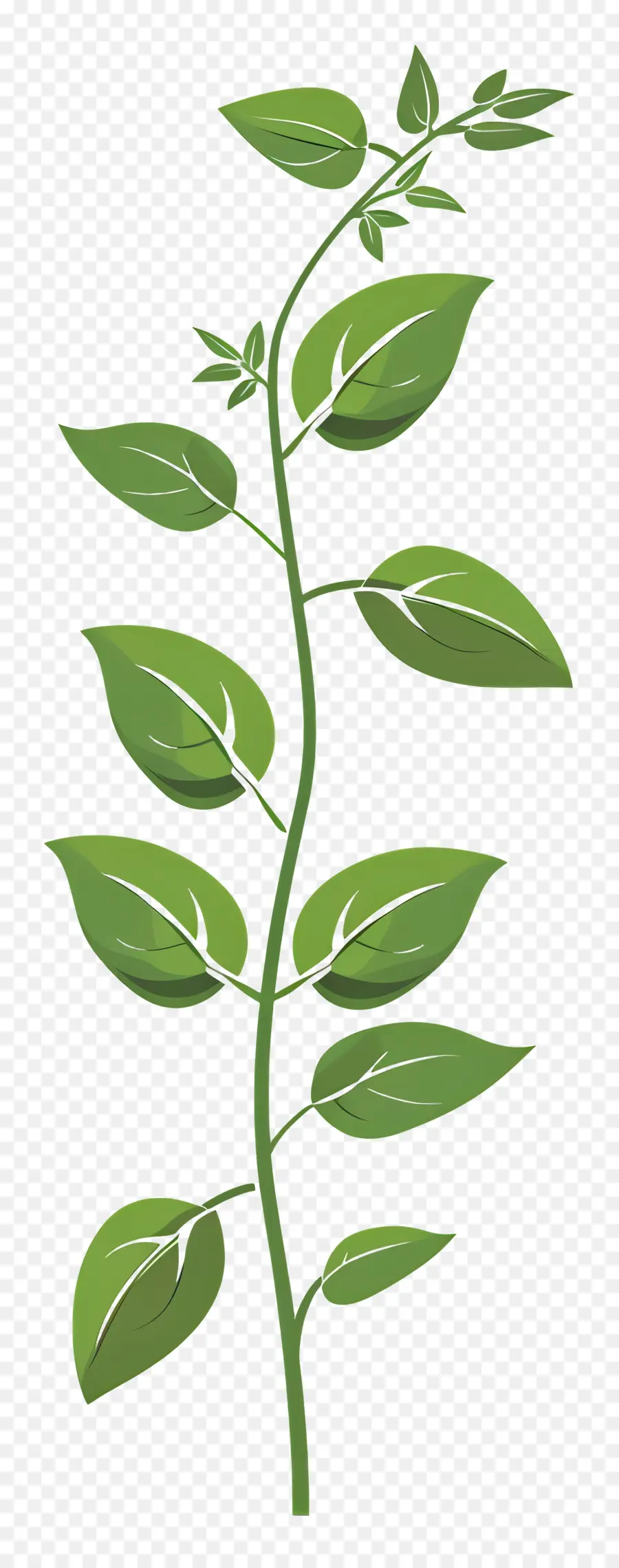 Tallo De La Planta，Planta PNG