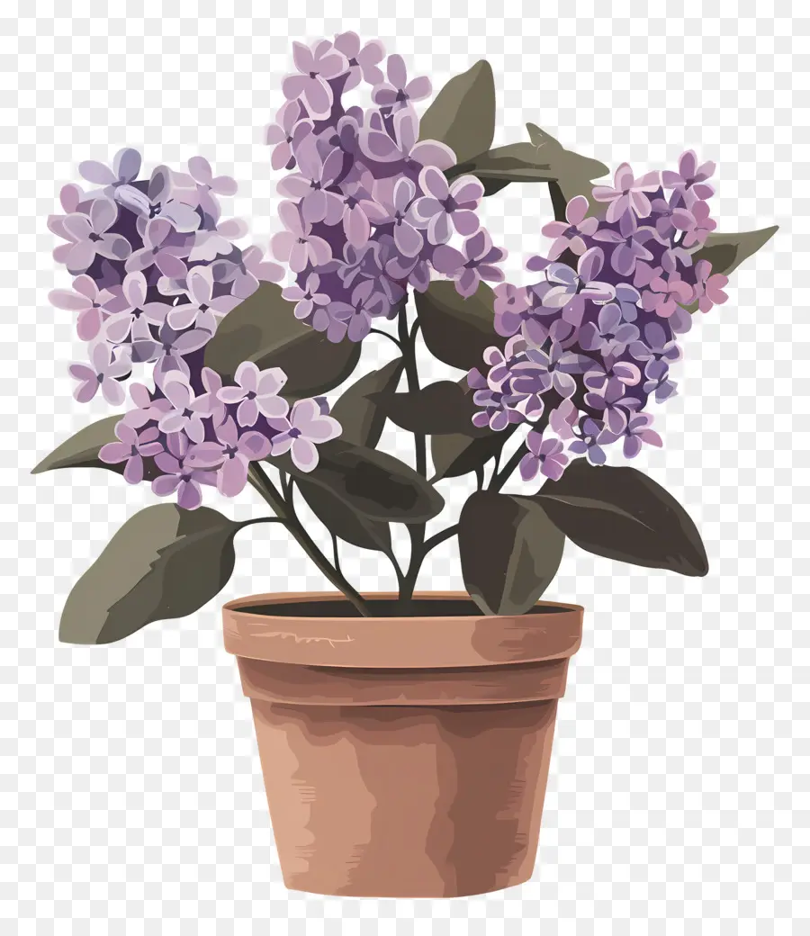 Lila Estética，Flor De Lila PNG