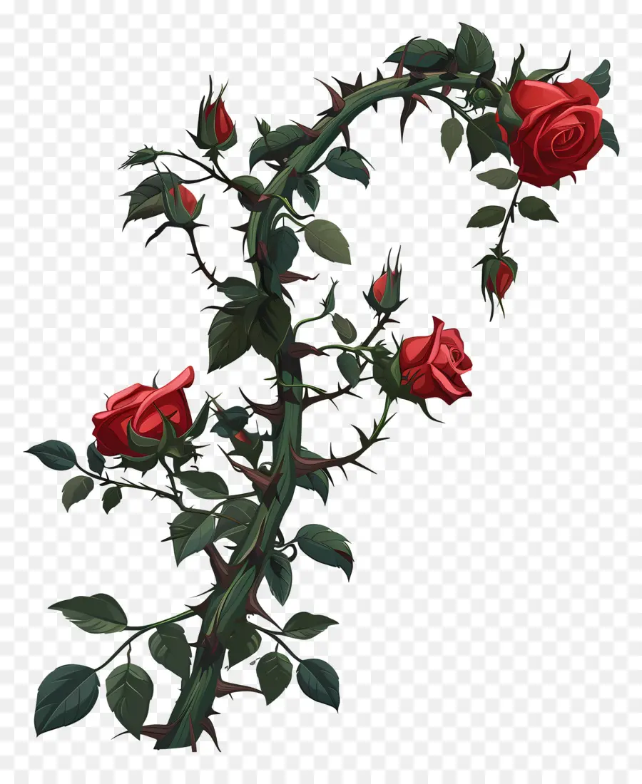 Espinas De Rosas，Rosas Rojas PNG