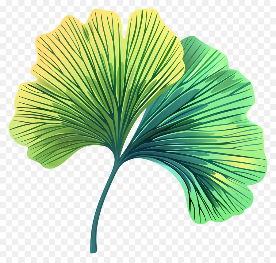 Hoja De Gingko，Hoja PNG