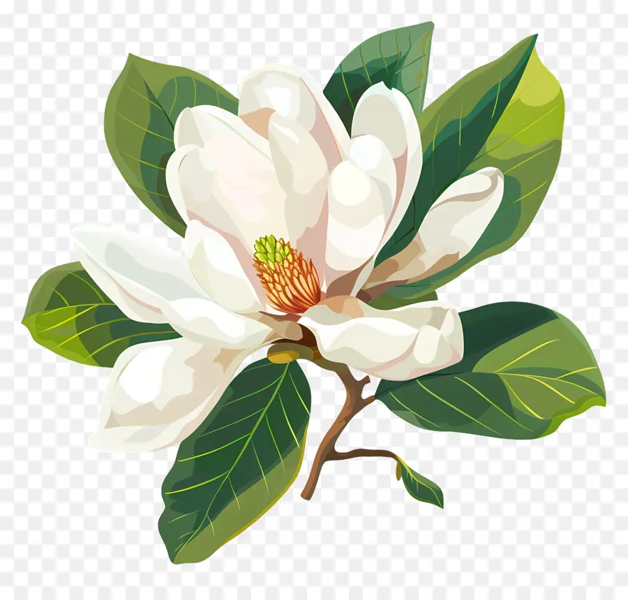 La Flor De La Magnolia，Flor Blanca Malvada PNG
