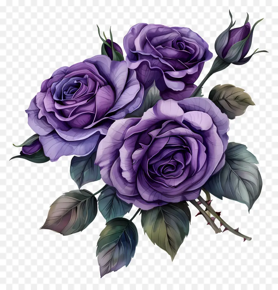 Ramo De Rosas，Rosas Moradas PNG