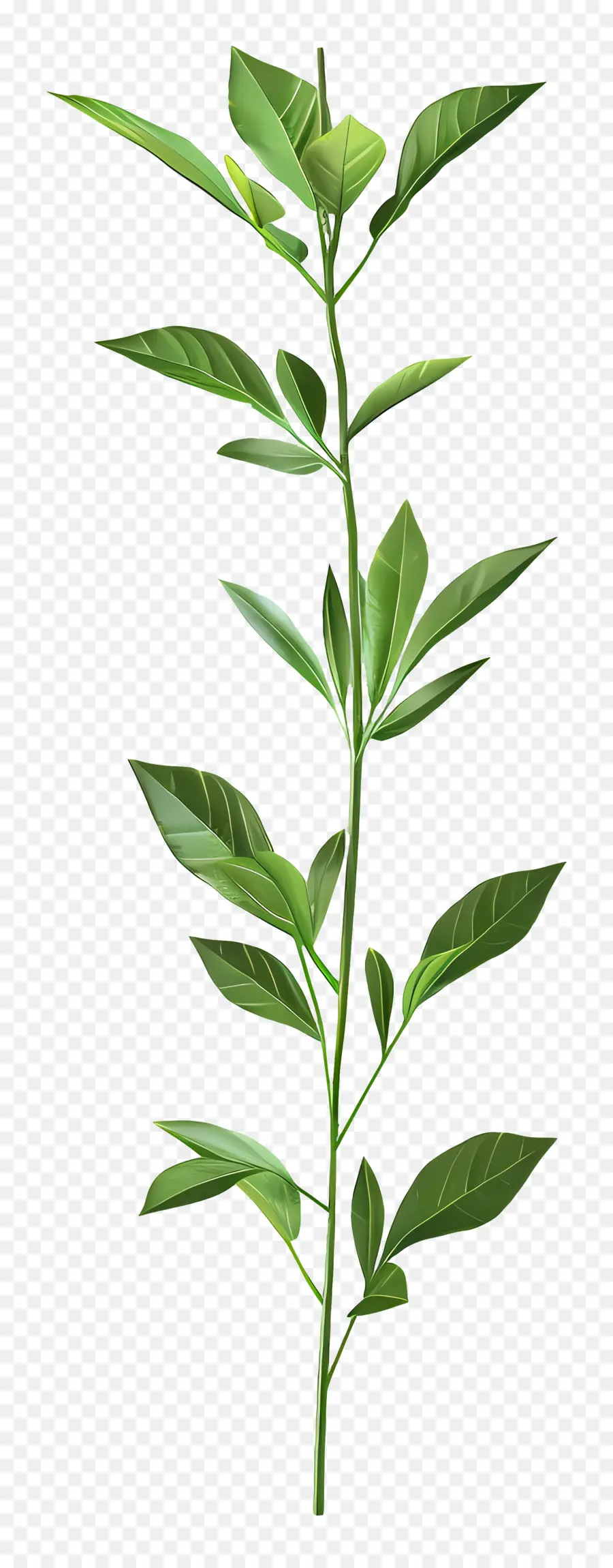 Tallo De La Planta，Bush PNG