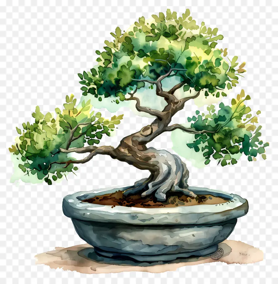 árbol De Los Bonsais，Olla De Cerámica PNG