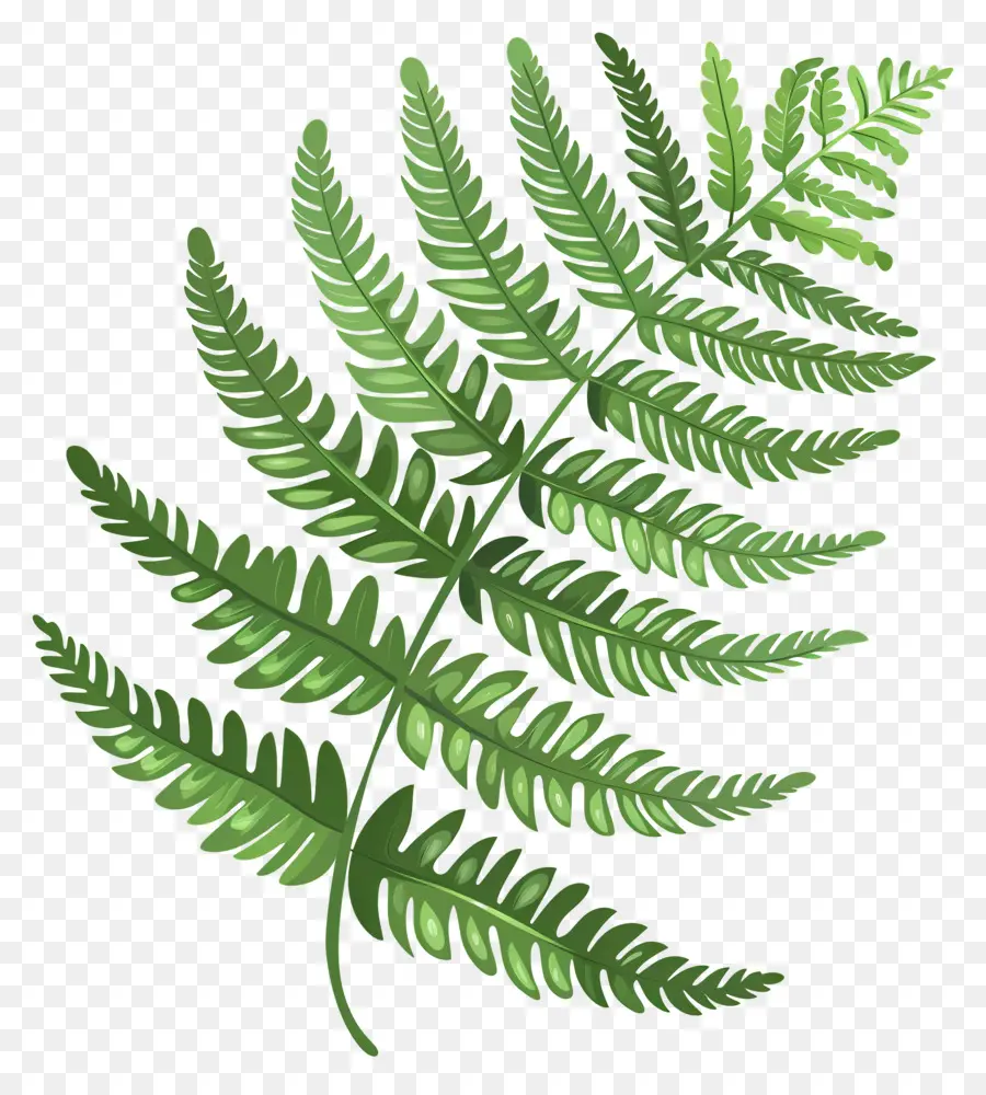 Planta De Helecho，Hoja De Helecho PNG