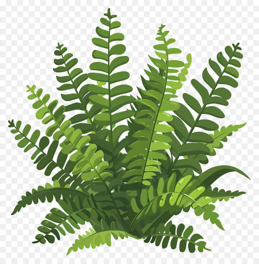 Planta De Helecho，Helecho PNG