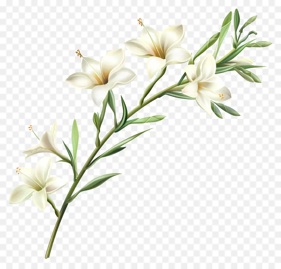 Nardo Flores，Lirio Blanco PNG