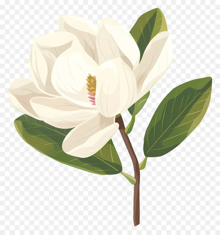 La Flor De La Magnolia，Flor Blanca PNG