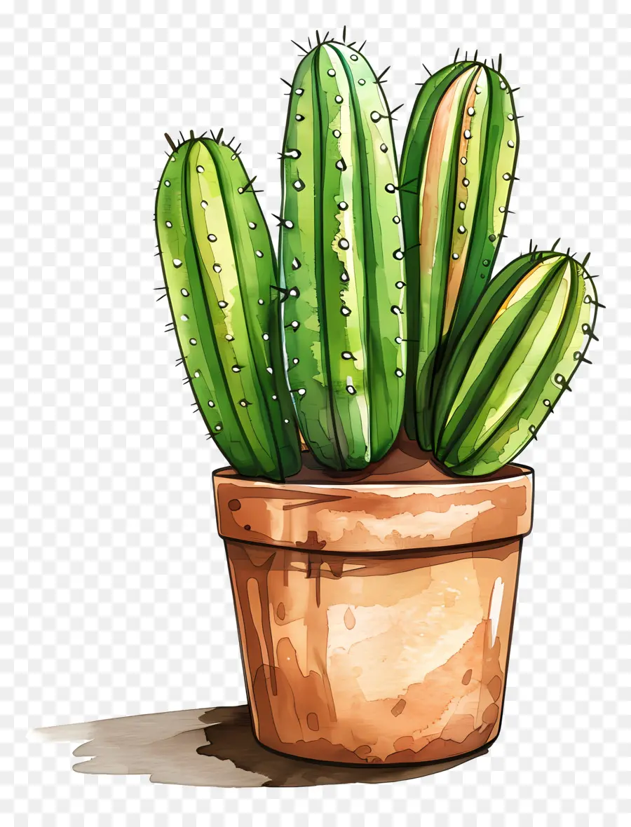 Verde Cactus，Cactus PNG