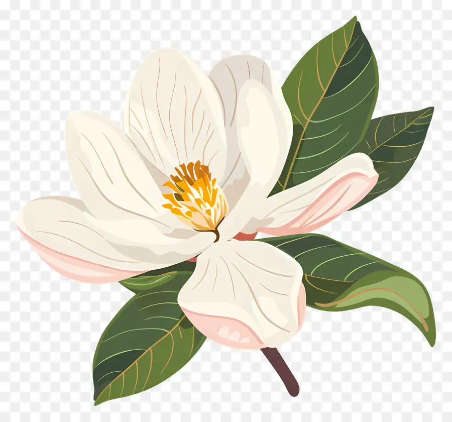 La Flor De La Magnolia，Flor Blanca PNG