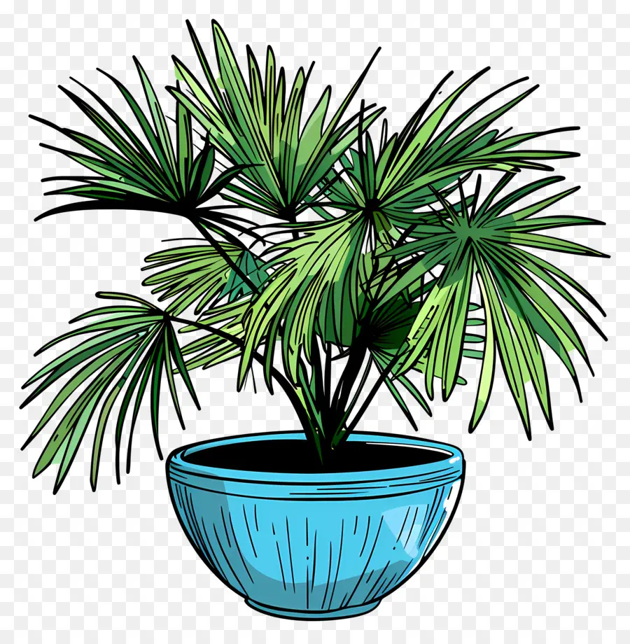 Palmera De Abanico Mexicana，Planta En Maceta PNG