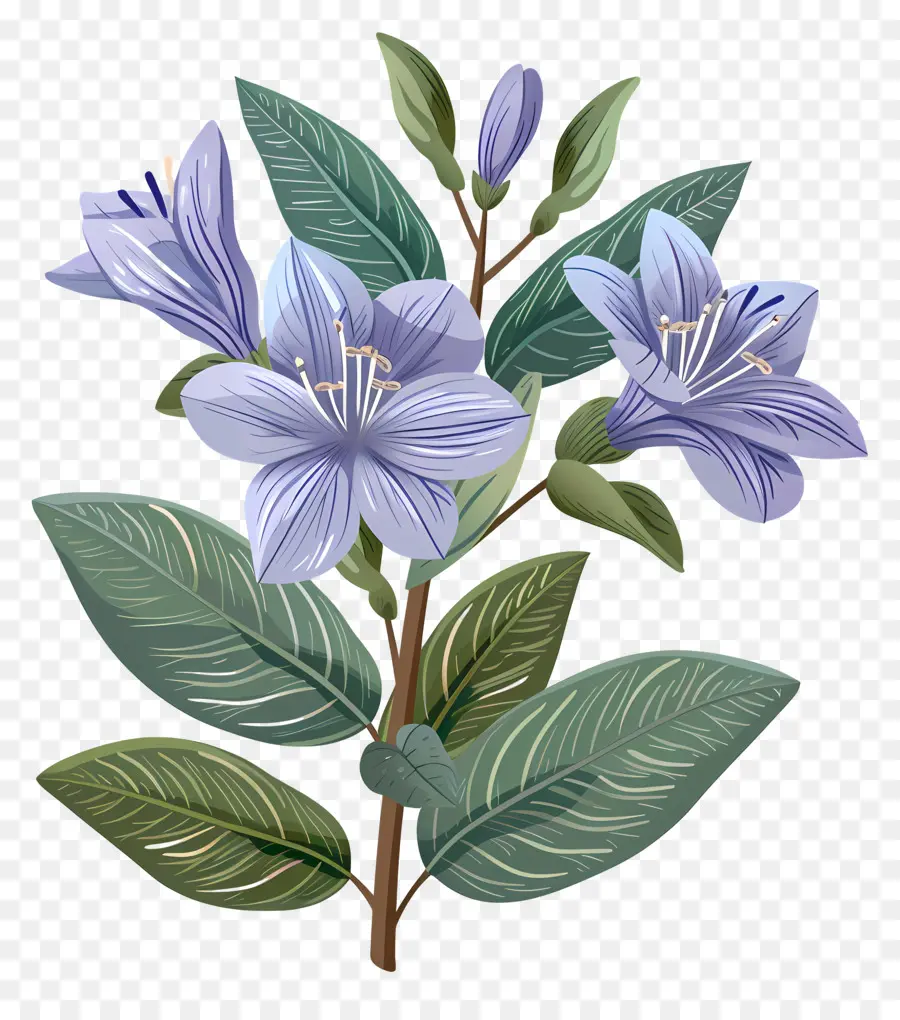 Flor De Jazmín Azul，Fotografía De Flores PNG