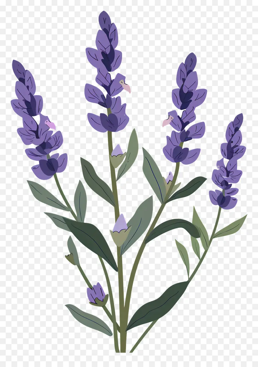 La Flor De Lavanda，Las Flores De Lavanda PNG