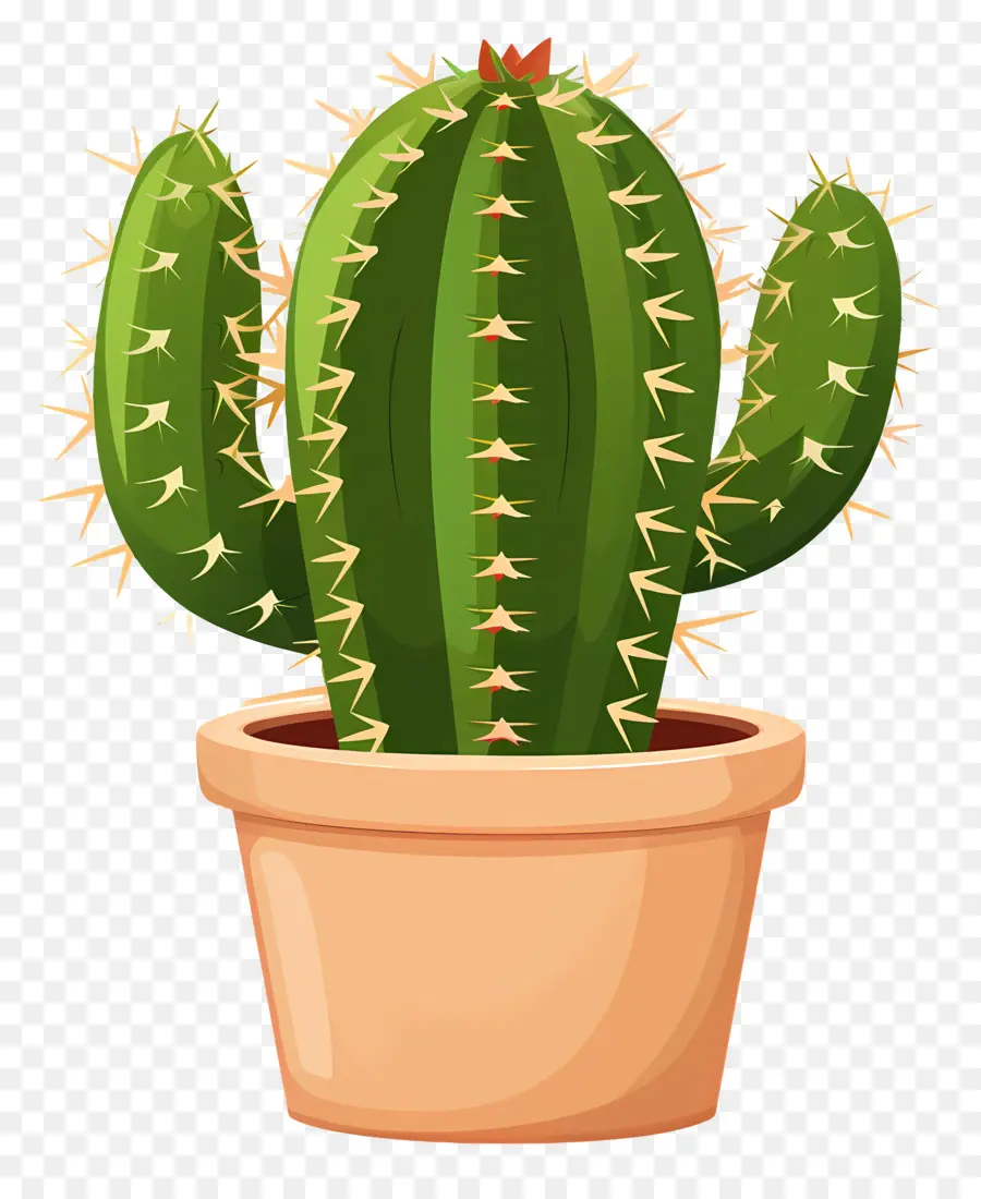 Verde Cactus，Cactus PNG