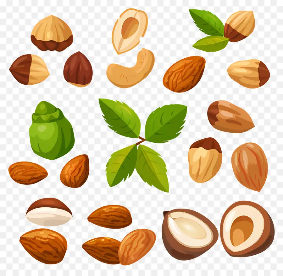 Tuercas，Almendras PNG